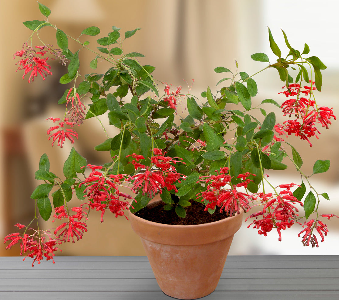 Deua Flame Grevillea (Grevillea rhyolitica)