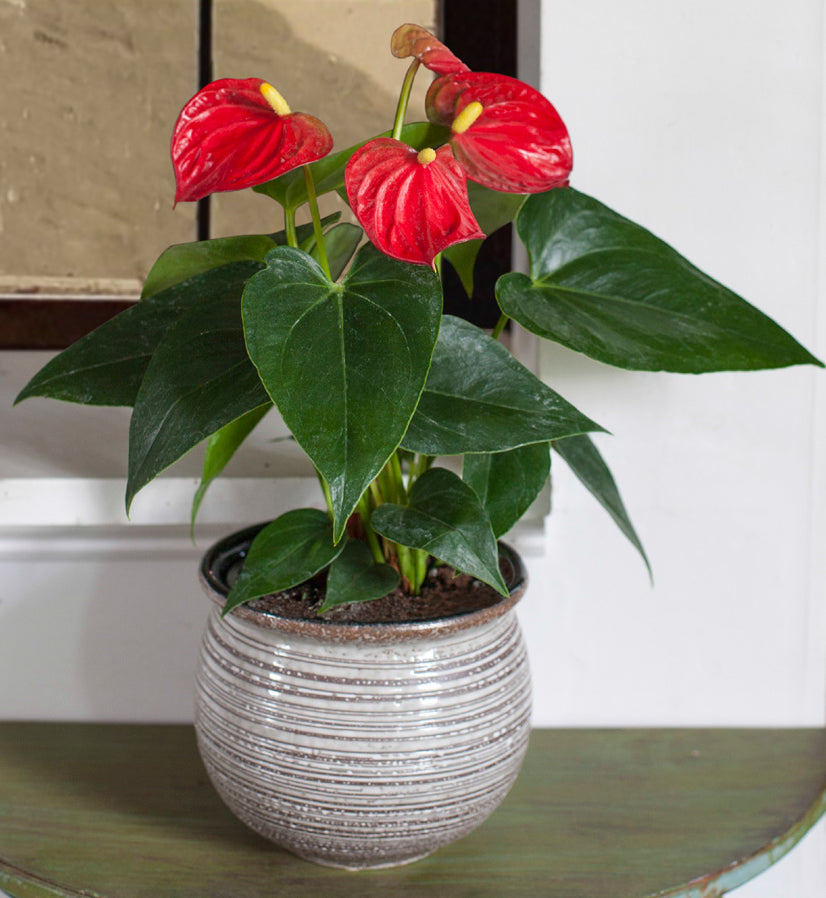 Anthurium ‘Red’ in Earthenware Pot