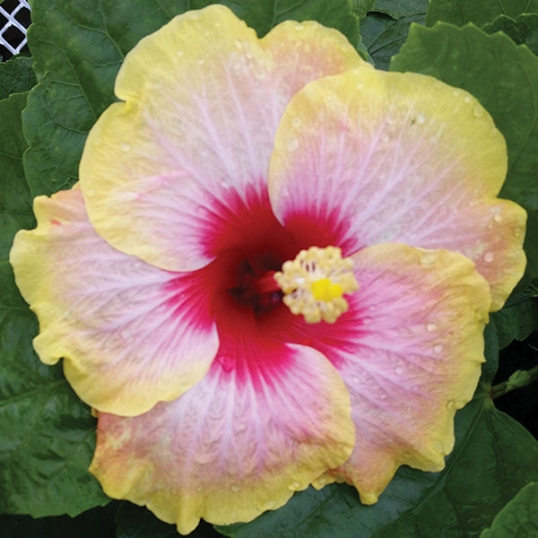 Hibiscus ‘Simple Pleasures’ (Hibiscus rosa-sinensis hybrid)