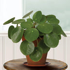 Chinese Money Plant (Pilea peperomioides)