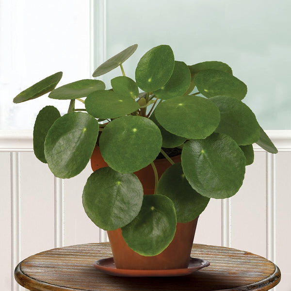 chinese money plant lowes Chinese Money Plant For Sale – Logee's Plants