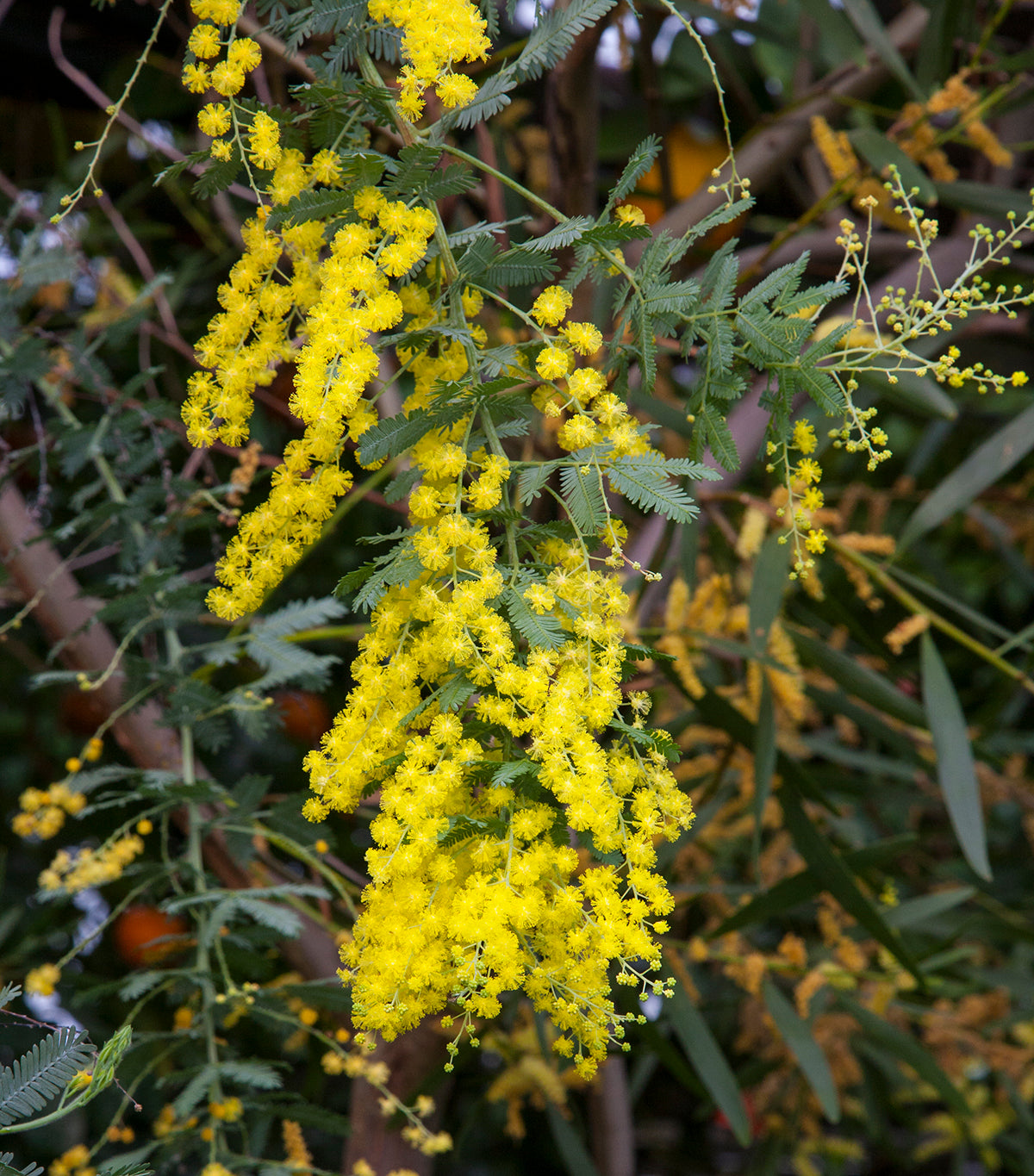 Cootamundra Wattle (Acacia baileyana)