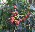 Szechuan Pepper Plant (Zanthoxylum simulans)
