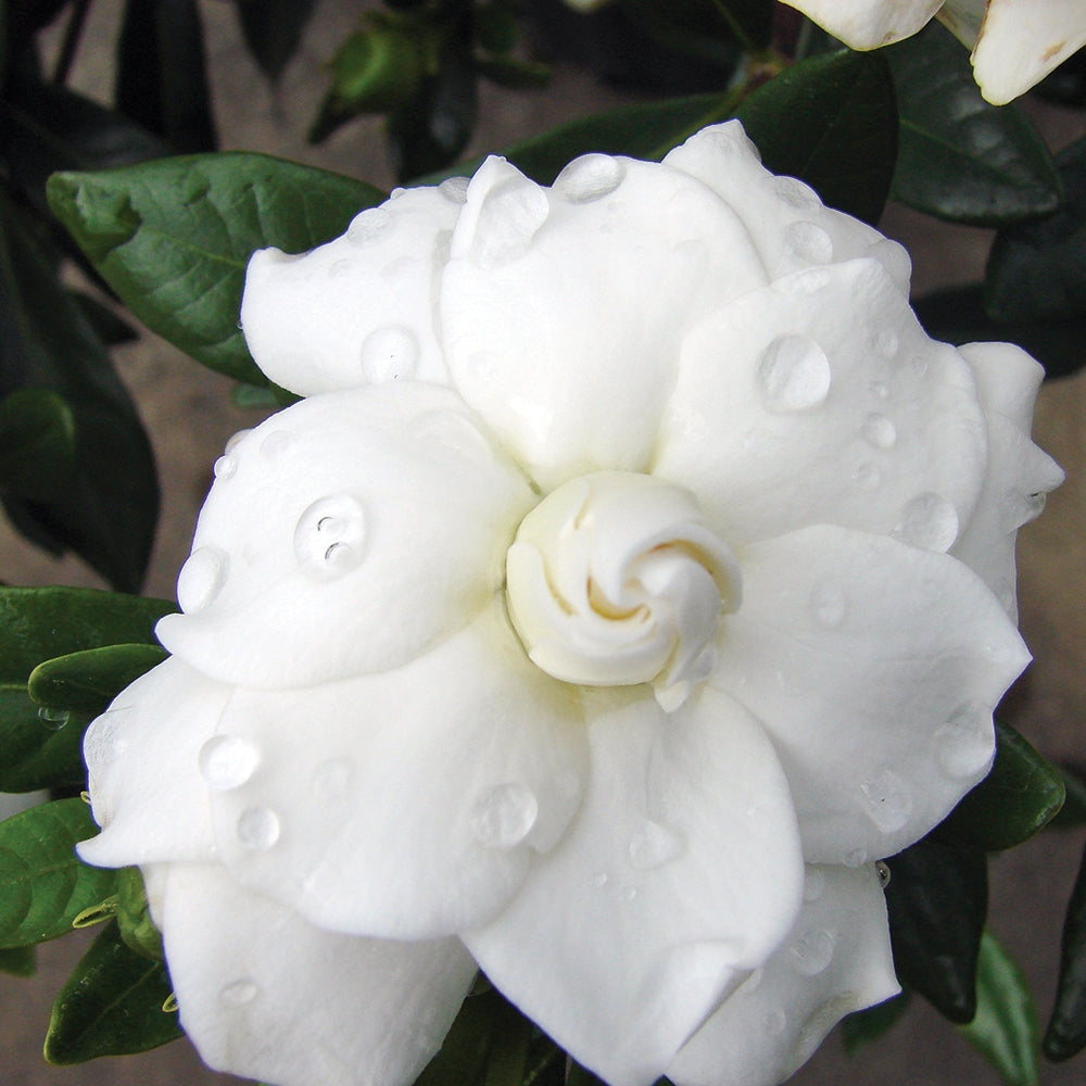 Gardenia ‘Double Mint’ PP (Gardenia jasminoides hybrid)