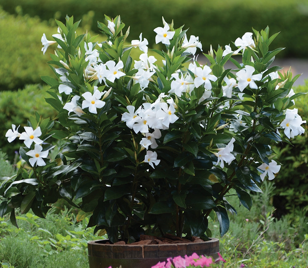 Mandevilla SunParasol® ‘Designer White’ PPAF (Mandevilla hybrid)