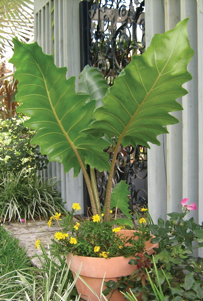 Elephant Ear ‘Boa’ (Alocasia hybrid)