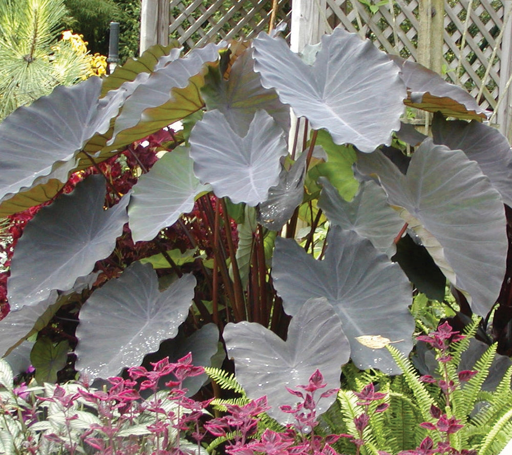 Elephant Ear ‘Black Ruffles’ (Colocasia hybrid)