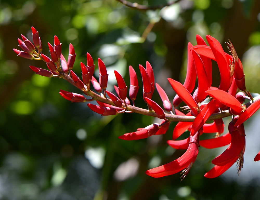 Coral Tree (Erythrina x bidwillii)