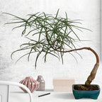 Australian Bottle Tree (Brachychiton rupestris)