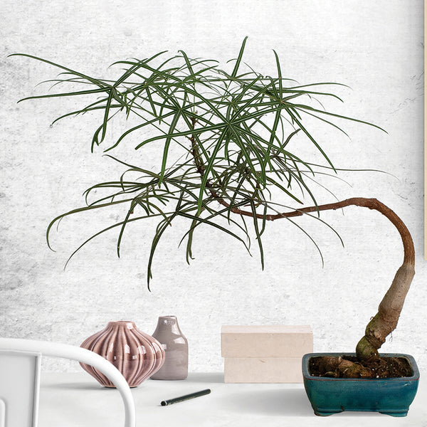 Australian Bottle Tree For Sale – Logee's Plants