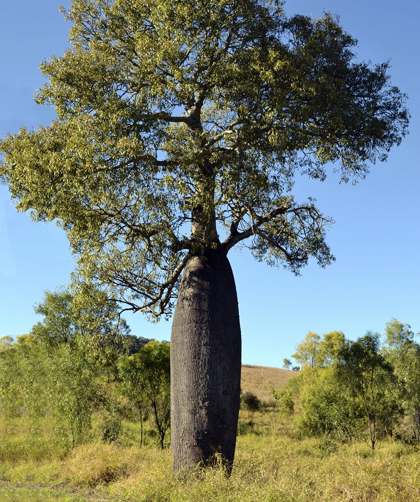 Australian Bottle Tree (Brachychiton rupestris)