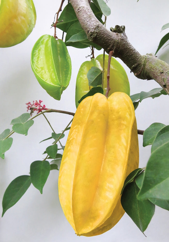 Carambola ‘Kari’ (Averrhoa carambola hybrid)