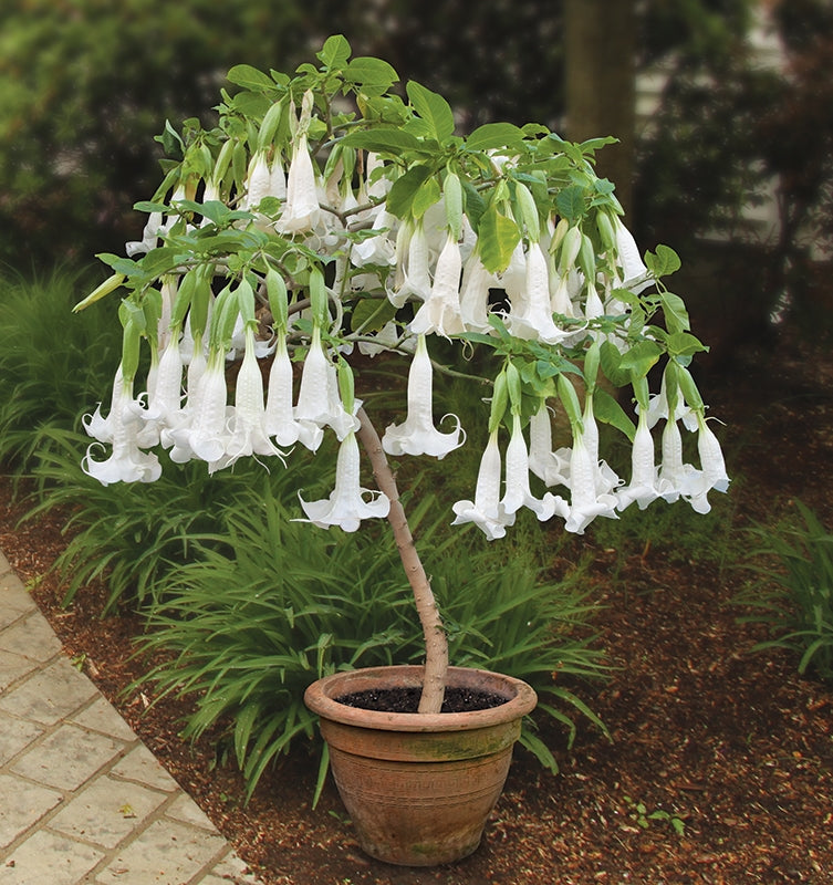Angel’s Trumpet ‘White Cascade’ (Brugmansia hybrid)