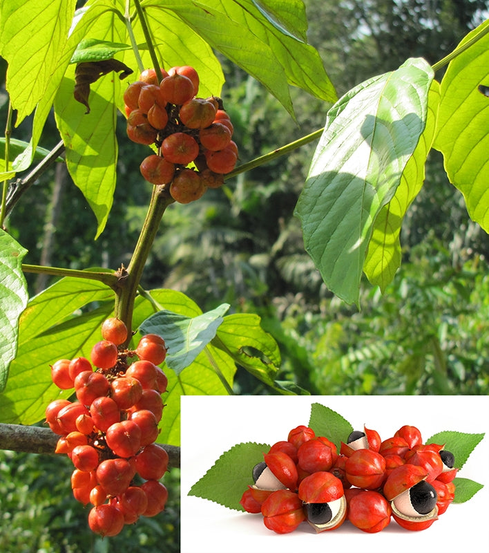 Guarana (Paullinia cupana)