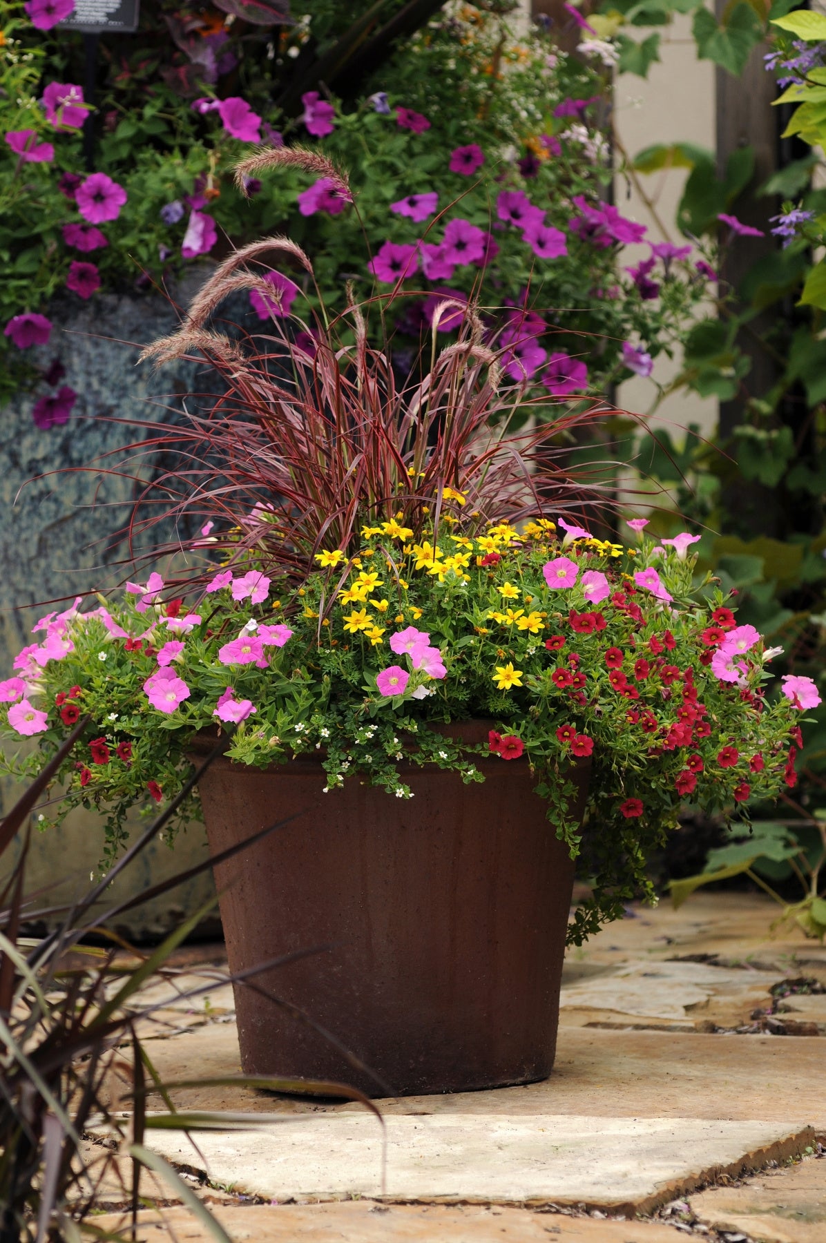 Fountain Grass ‘Fireworks’ PP (Pennisetum setaceum)