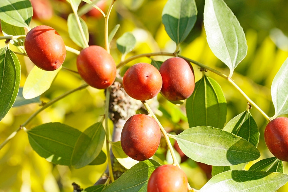 Jujube Plant ‘Li’ (Ziziphus jujuba)