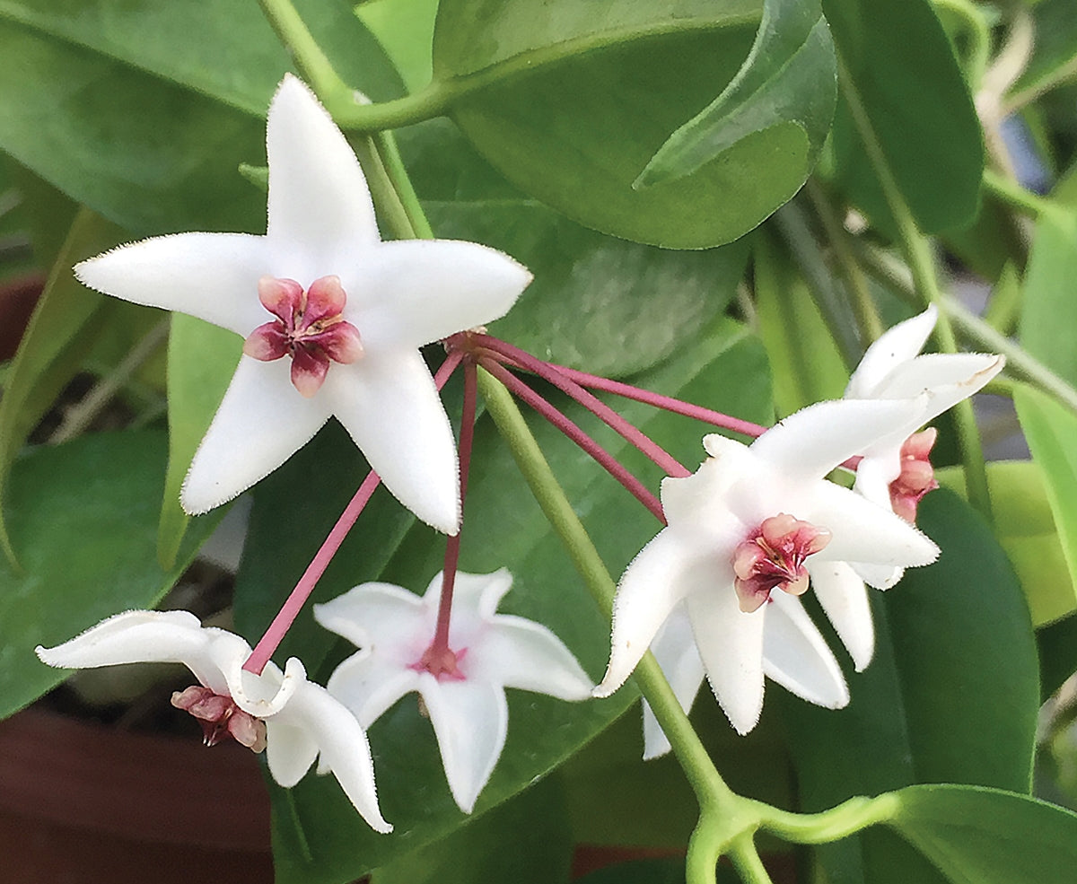 Hoya ‘Iris Marie’ (Hoya hybrid)
