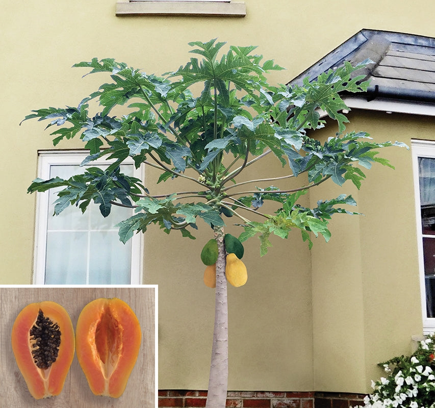 Papaya Tree Solo ‘Sunrise’ (Carica papaya)