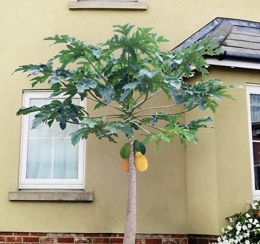 Papaya Tree Solo ‘Sunrise’ (Carica papaya)