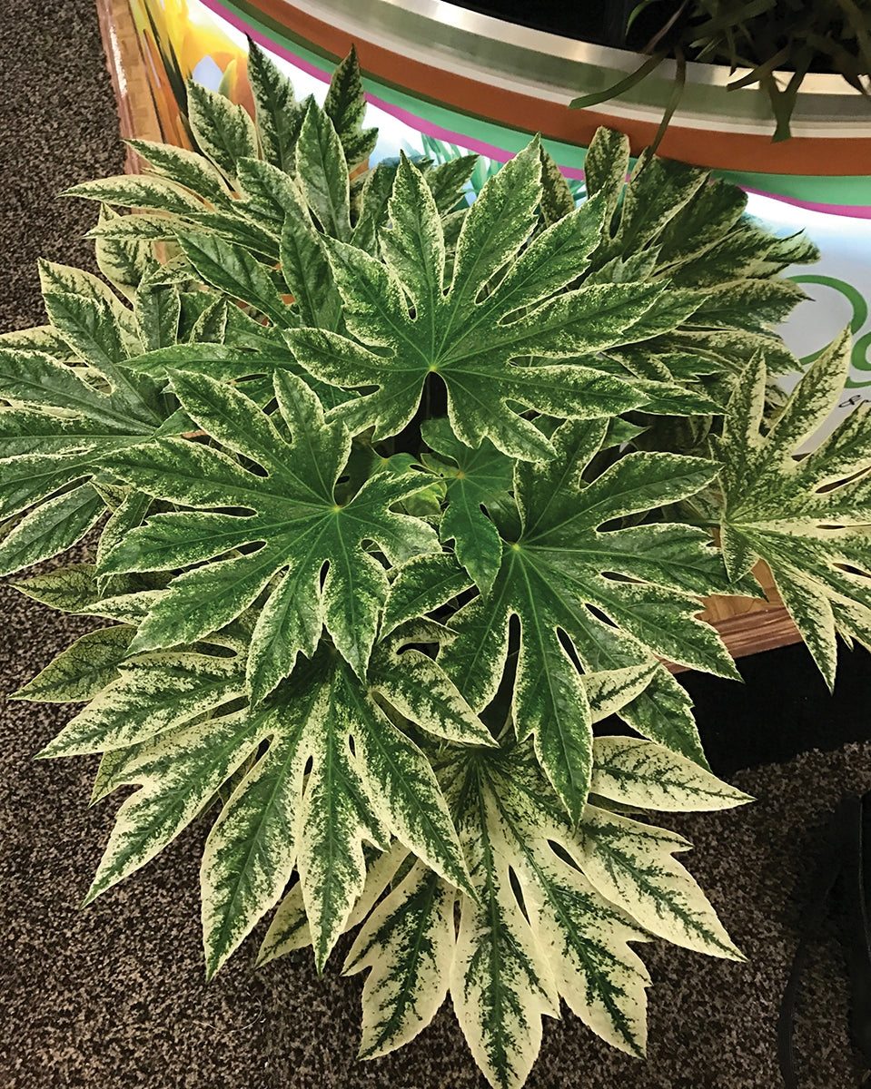 Fatsia ‘Spider’s Web’ (Fatsia hybrid)