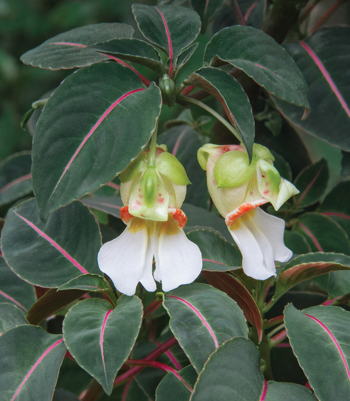 Velvet Love Impatiens (Impatiens morsei)