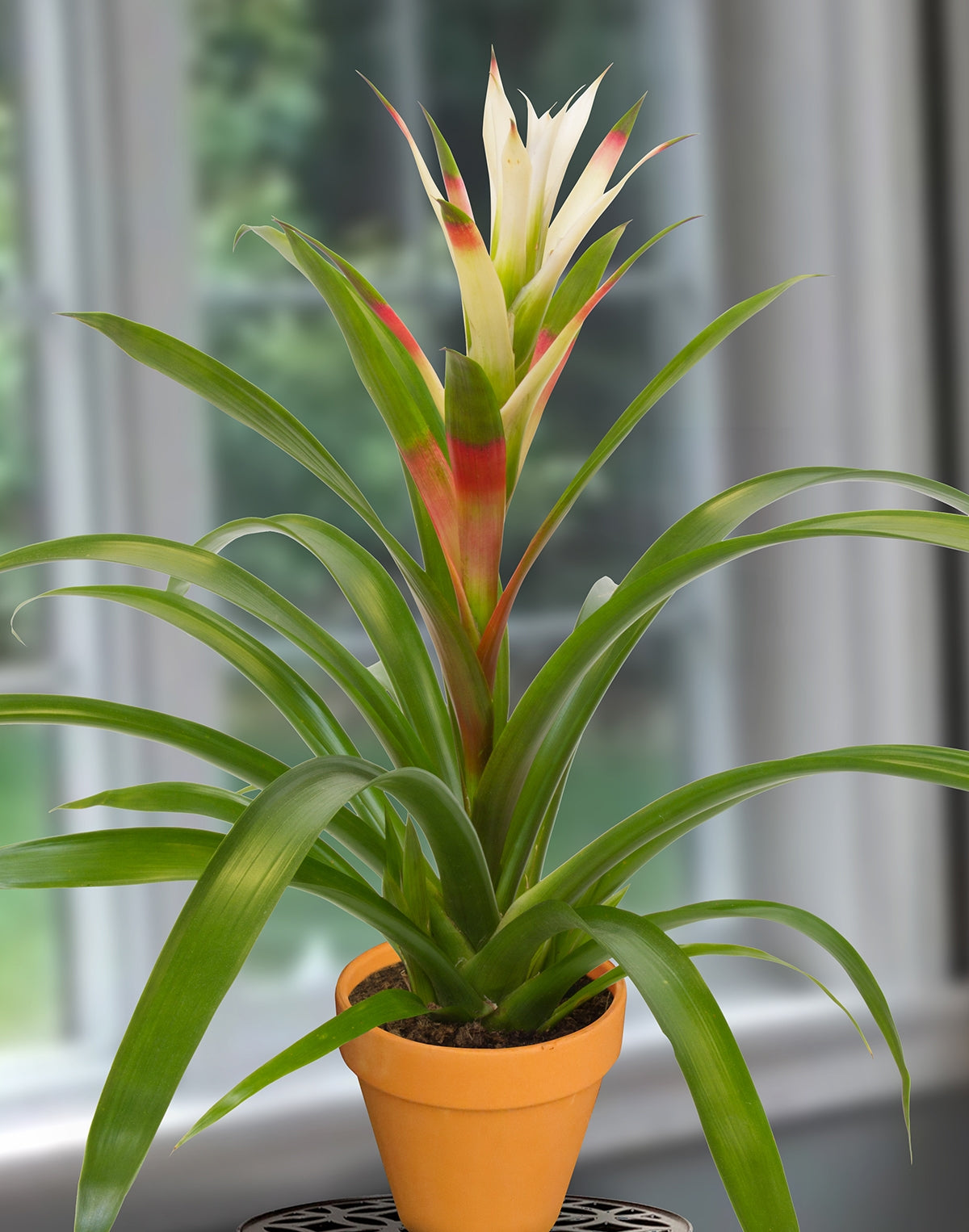 Guzmania ‘Kay’ (Bromeliad hybrid)
