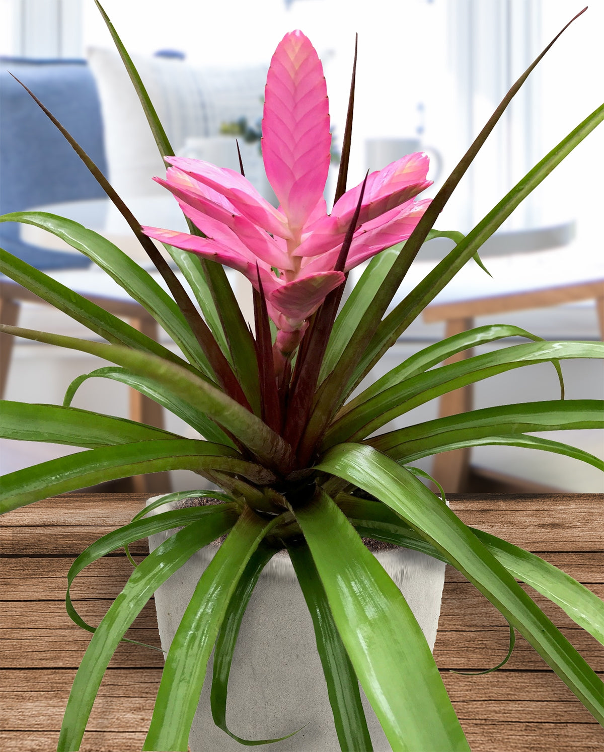 Tillandsia ‘Antonio’ (Tillandsia hybrid)