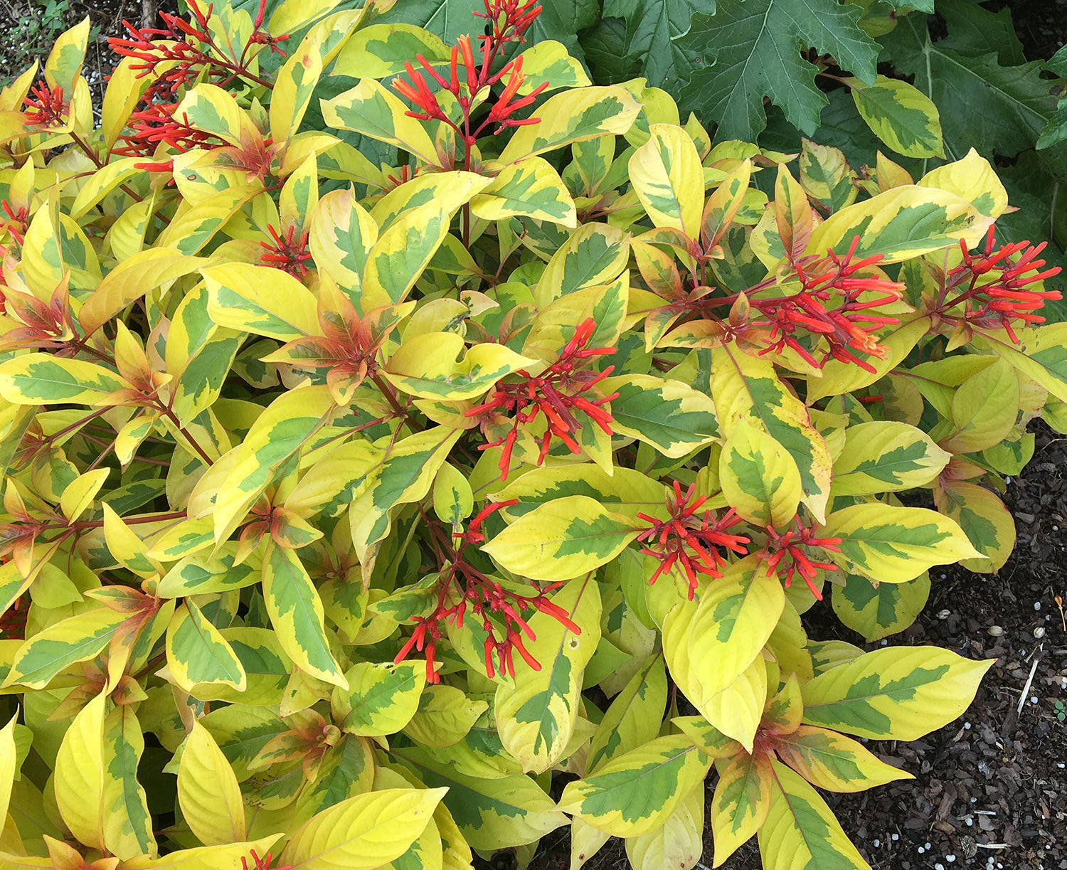 Firebush Lime Sizzler™ PP (Hamelia patens ‘Grelmsiz’)