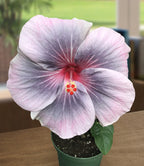 Hibiscus ‘Midnight Tryst’ (Hibiscus rosa-sinensis hybrid)