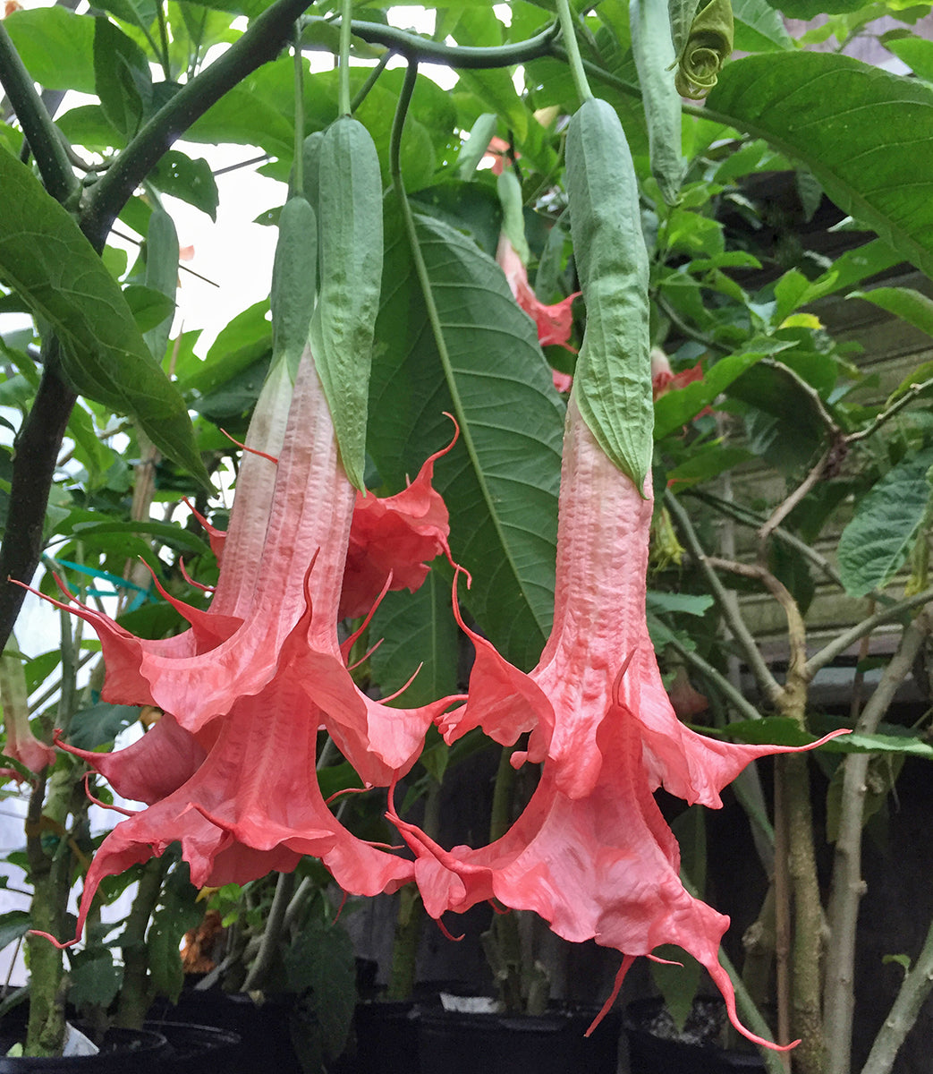 Angel’s Trumpet ‘Theas Liebling’ (Brugmansia hybrid)