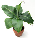 Banana Plant ‘Truly Tiny’ (Musa hybrid)