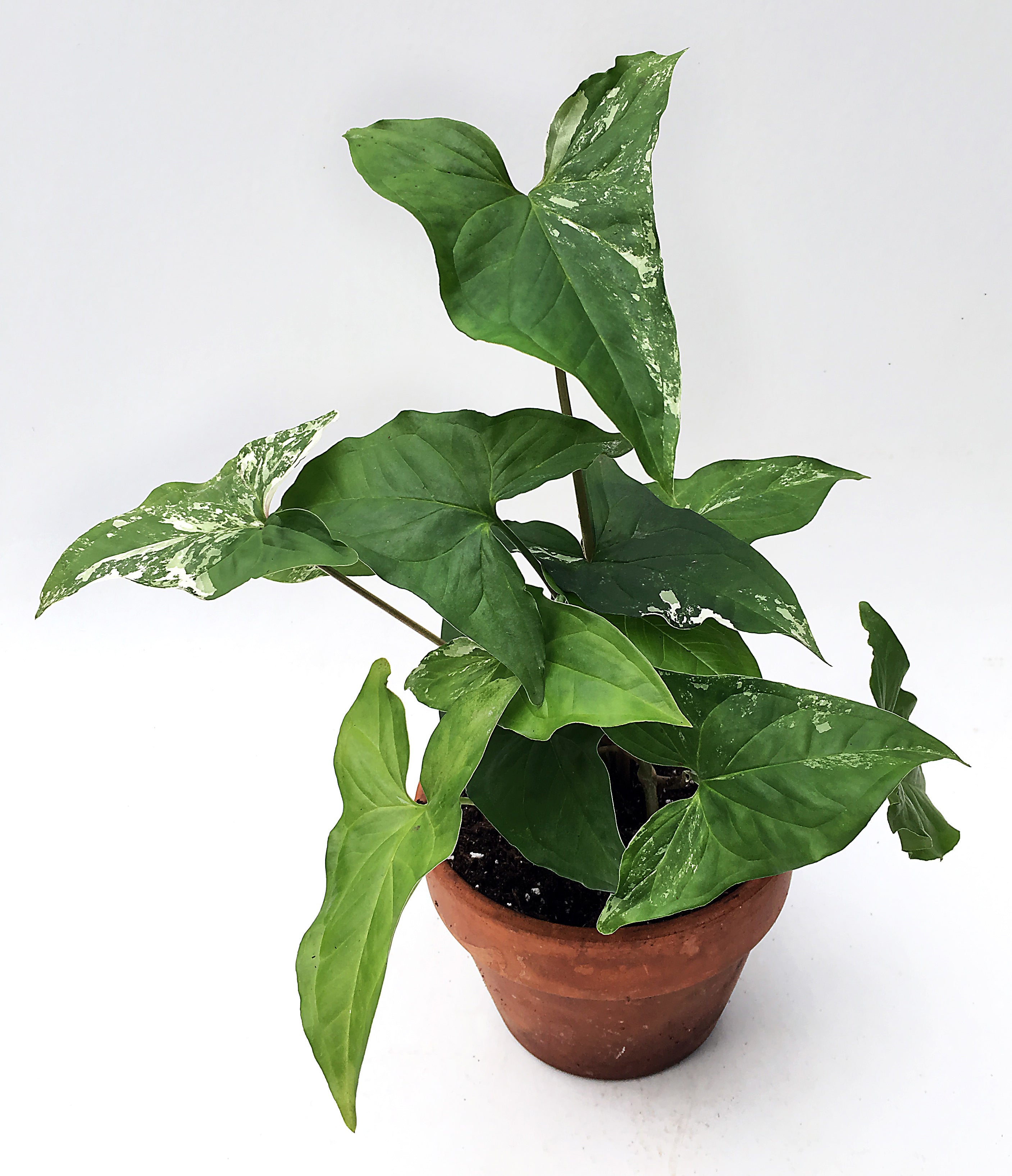 Reverted Arrowhead Vine (Reverted Syngonium podophyllum  Albo-variegatum)