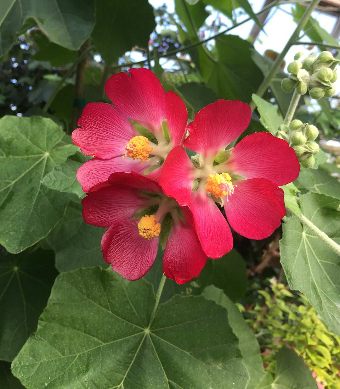 Bush Mallow (Phymosia umbellata)