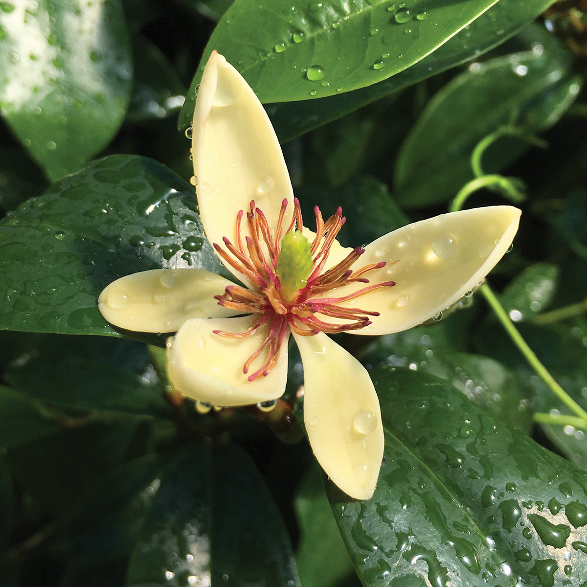 Banana Shrub ‘Hagiwara’ (Magnolia figo ‘Hagiwara’)