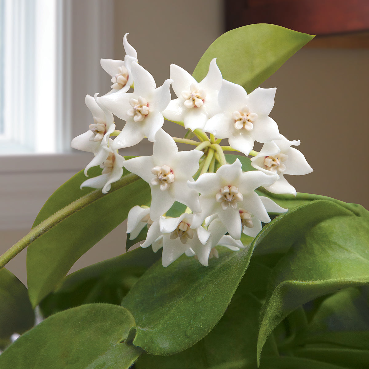 Hoya calycina (Hoya species)