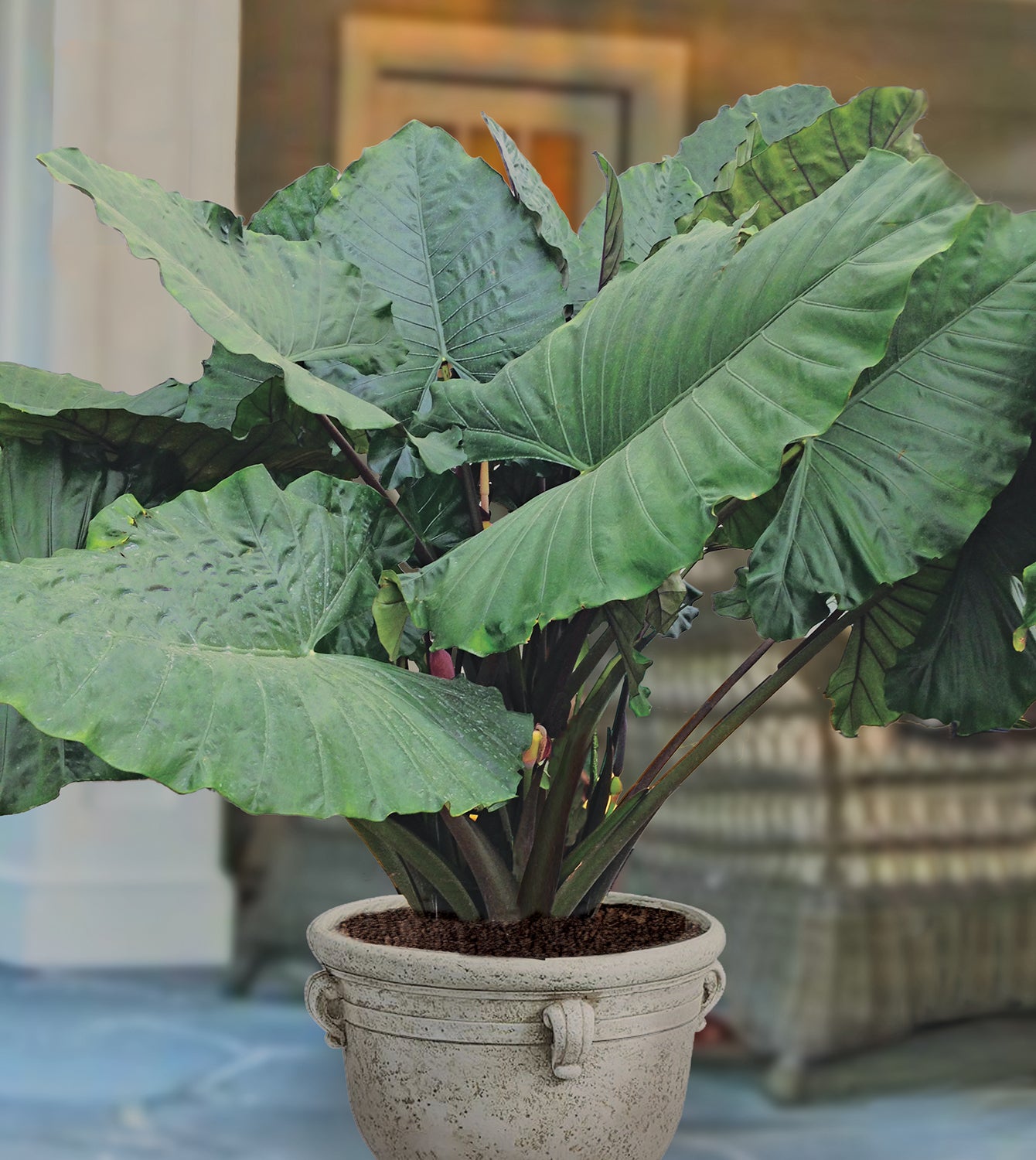 Elephant Ear ‘Sumo’ (Alocasia hybrid)