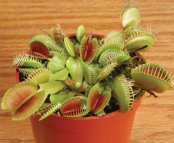 Venus Fly Trap Plant (Dionaea muscipula)