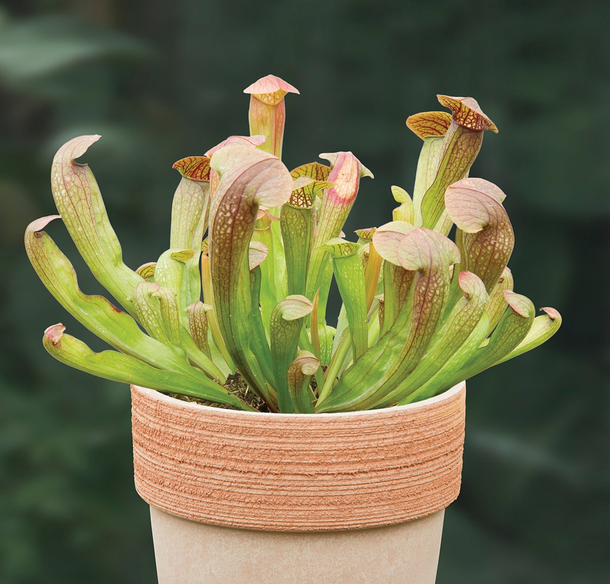 Sarracenia ‘Bug Bat’ (Sarracenia hybrid)