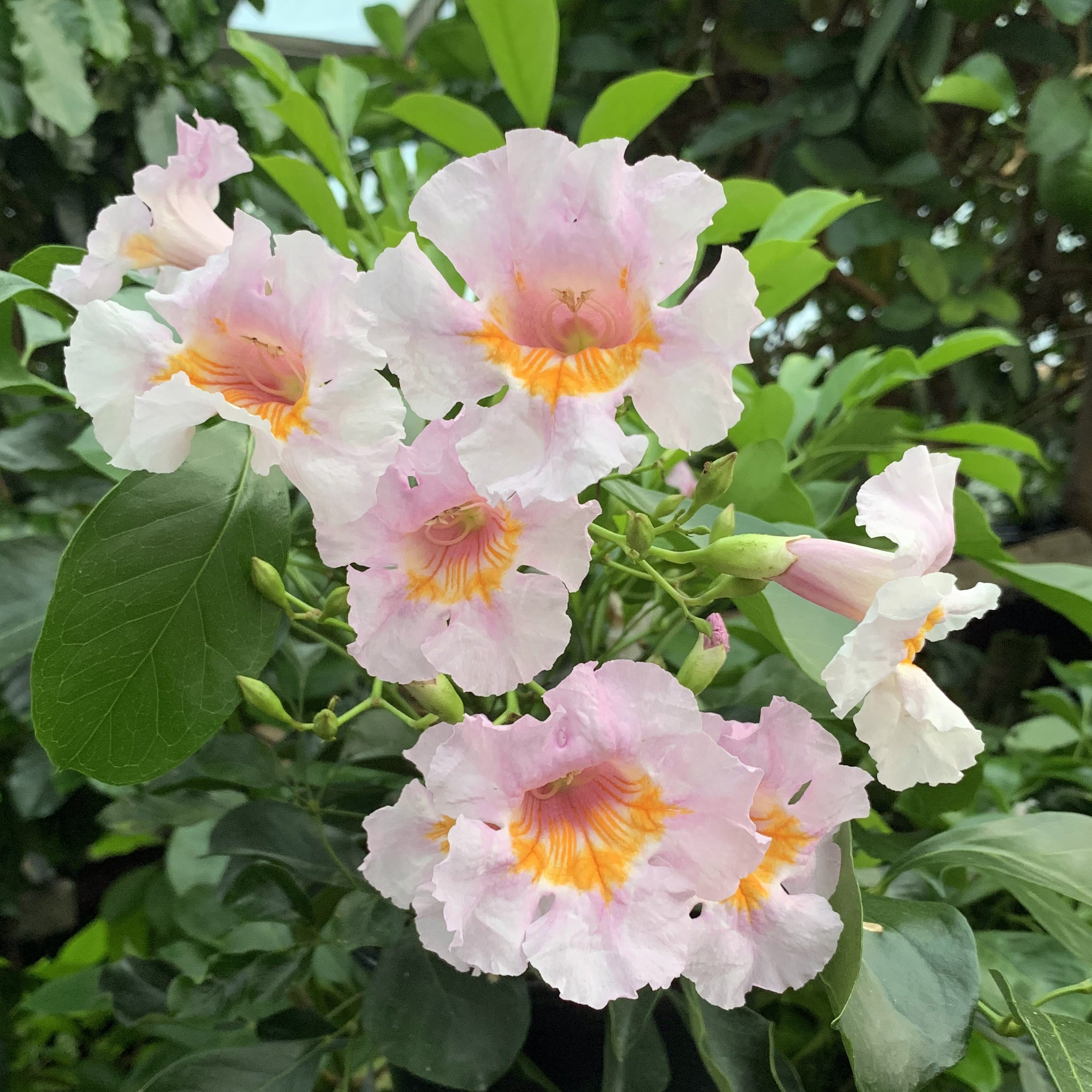 Radermachera ‘Purple’ (Radermachera gigantea)