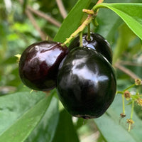 Rainforest Plum