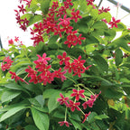 Rangoon Creeper (Quisqualis indica)