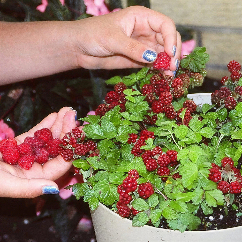 Picking Arctic Raspberries