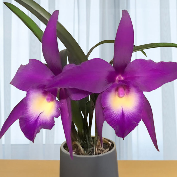 Rby. Orchid TLDC Divine Phoenix ‘Pterodactyl’ SM/WOC