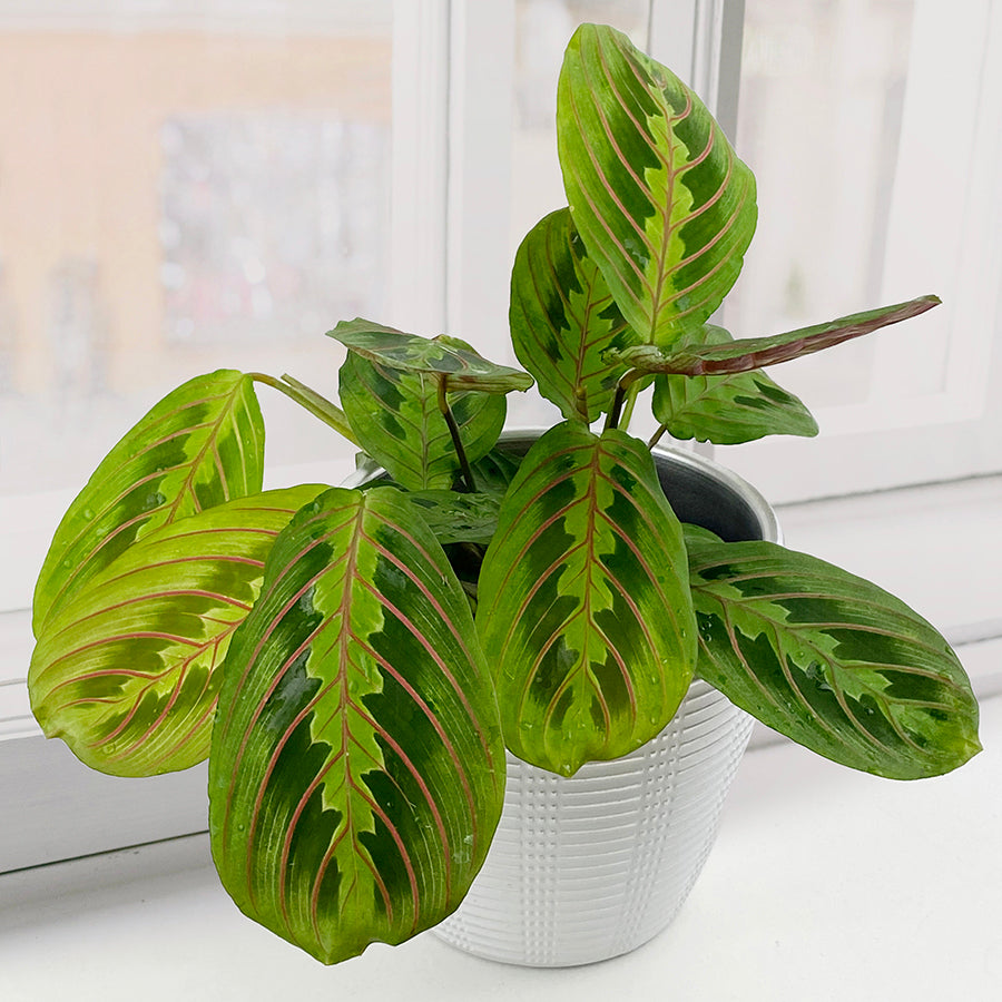 Red Prayer Plant (Maranta leuconeura)