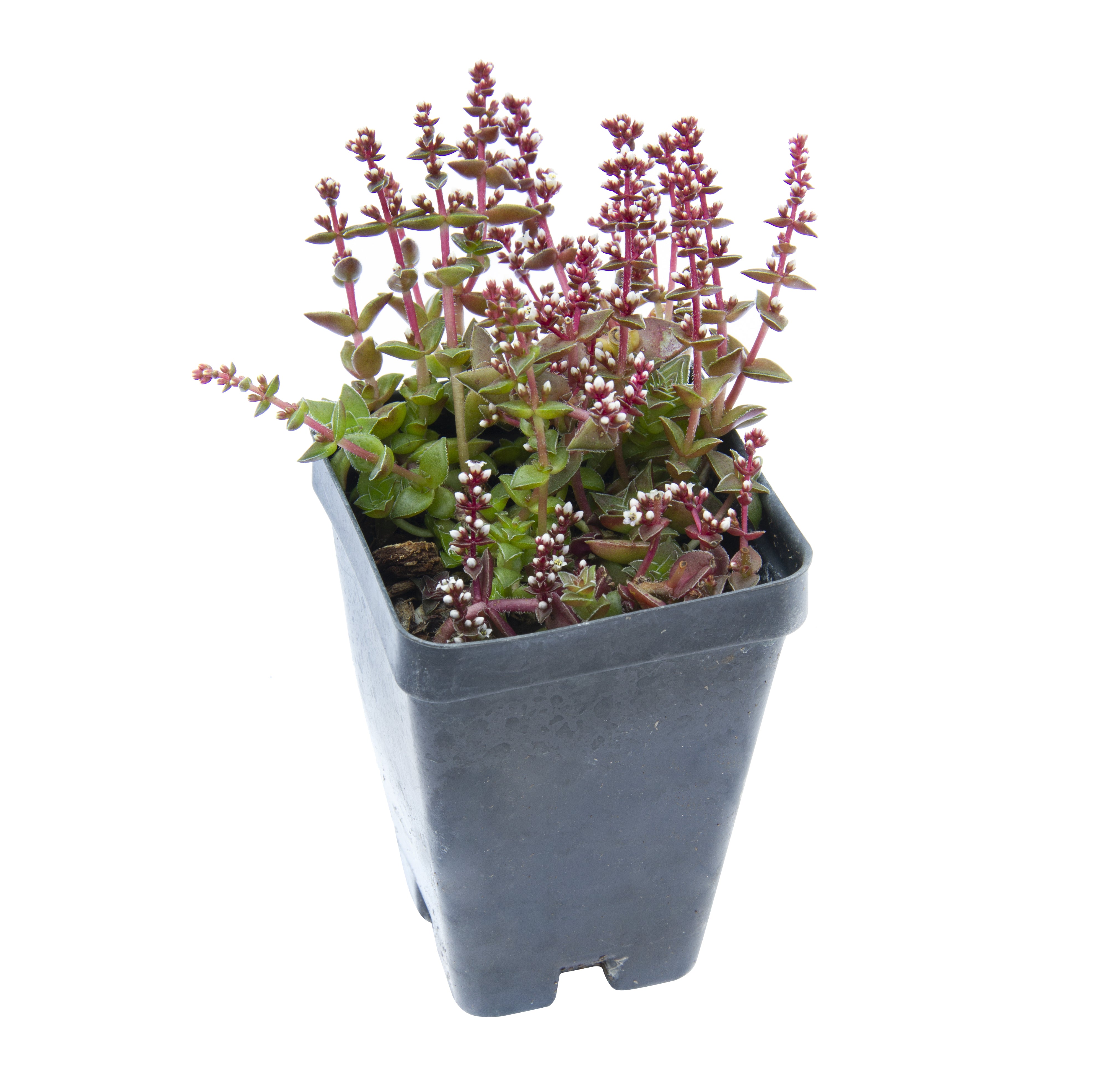 Crassula ‘Red Pagoda’ (Crassula capitella)