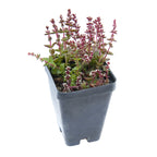 Crassula ‘Red Pagoda’ (Crassula capitella)