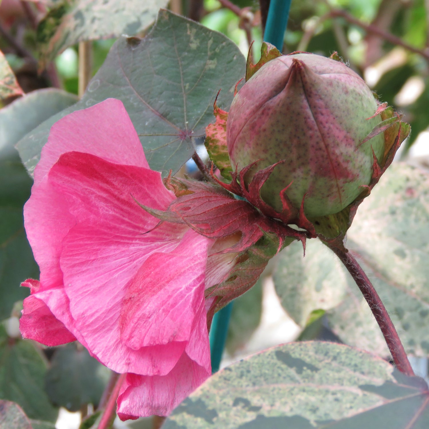cotton house plant Red Variegated Cotton Plant For Sale – Logee's Plants