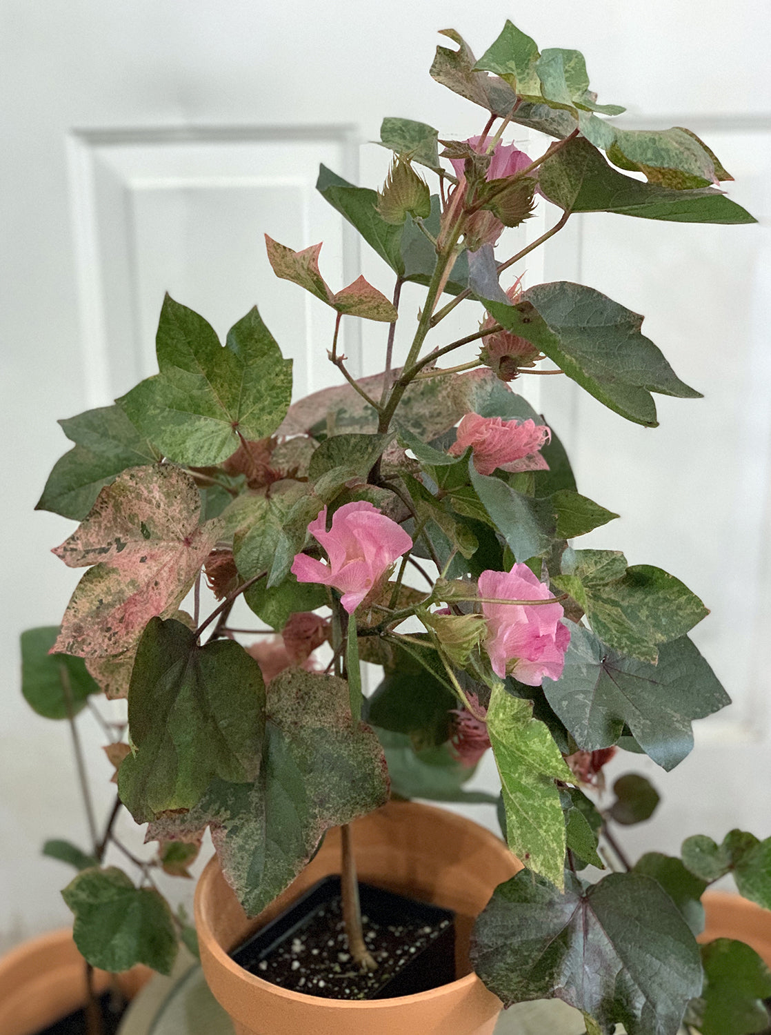 indoor cotton plant Red Variegated Cotton Plant For Sale – Logee's Plants