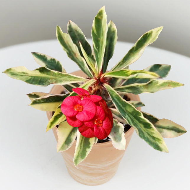 Crown of Thorns ‘Variegated Red’ (Euphorbia milii hybrid)