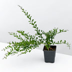 Red Australian Finger Lime Tree ‘Red Champagne’ 4" pot